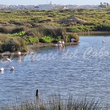 El Alicate Del Cabo Ayamonte